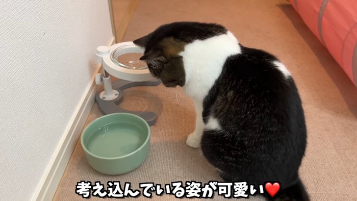 下を向く猫