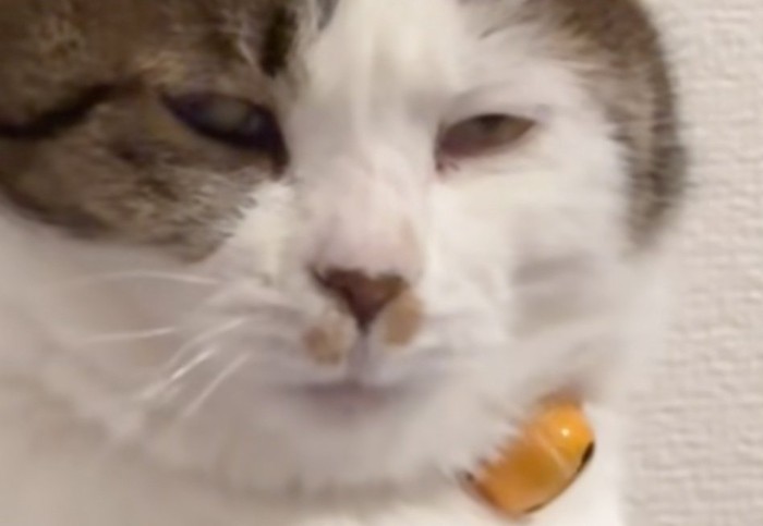 あくびが出そうな猫