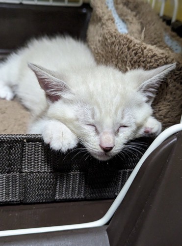 カゴの中で眠る白い子猫