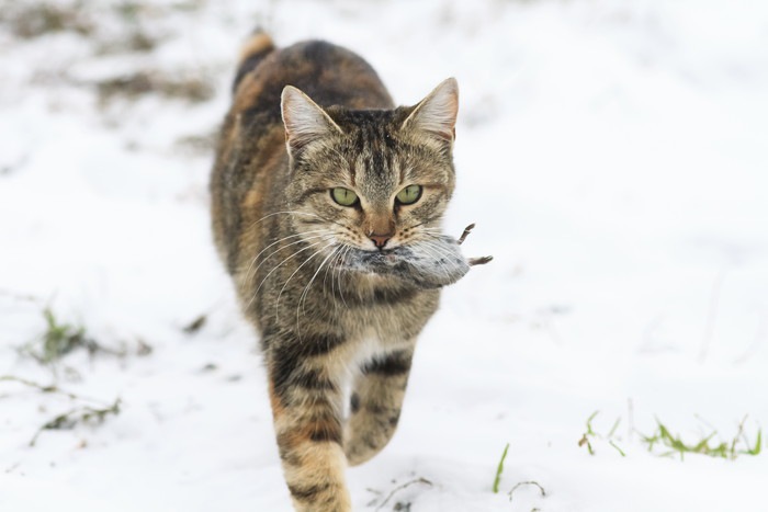 ネズミをくわえる猫