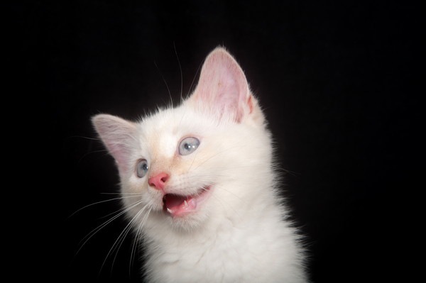 背景が黒く鳴く白い子猫