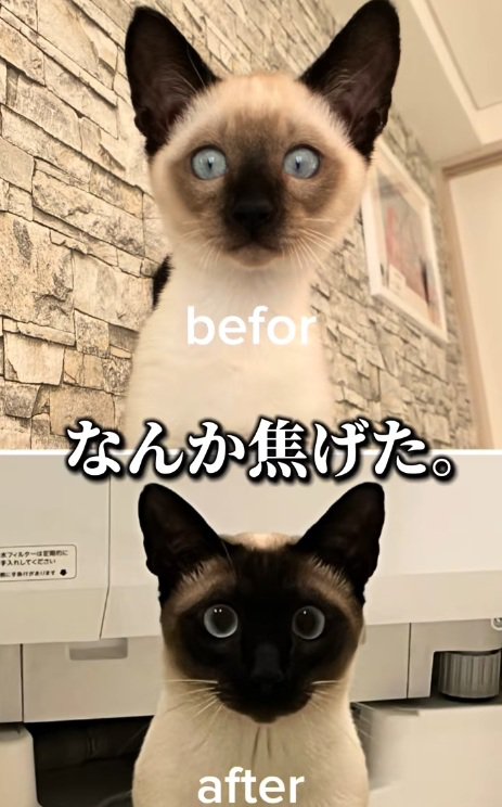 大人になったシャムネコの姿とシャムネコの子猫の姿の比較