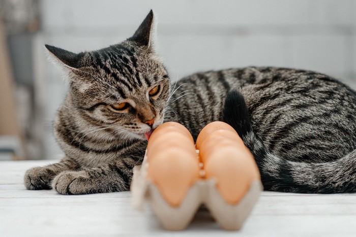 卵を舐める猫