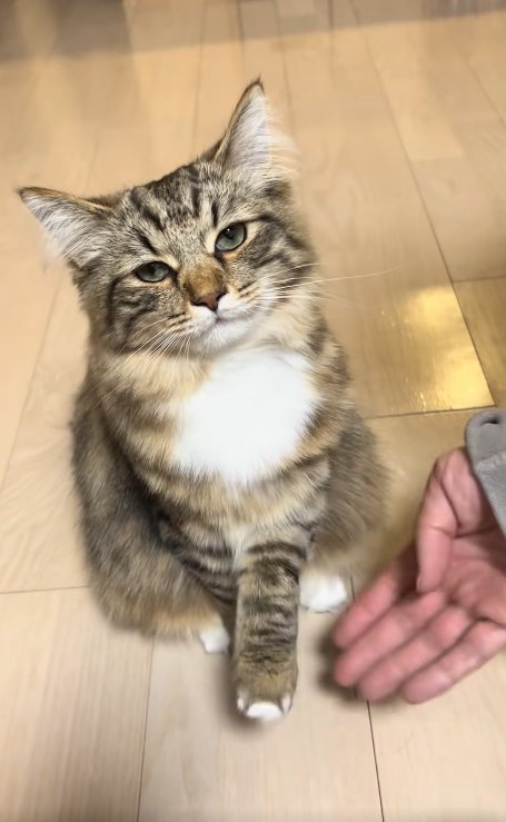 カメラ目線で左前足を上げている猫