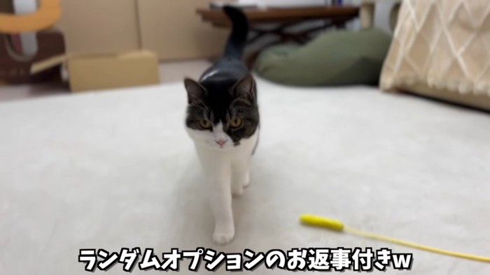 歩いてくる猫