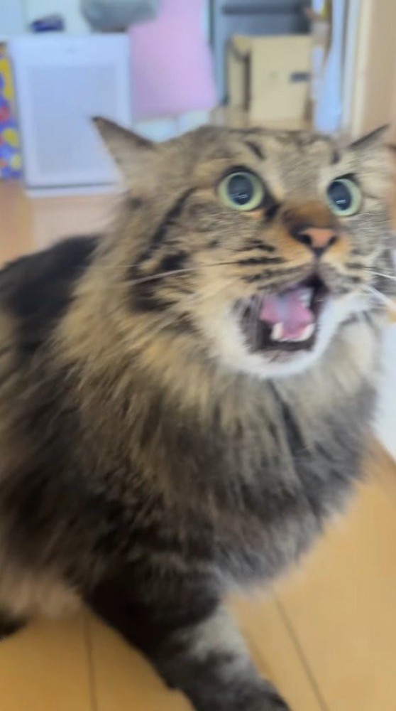 飼い主の手に向かって鳴く猫