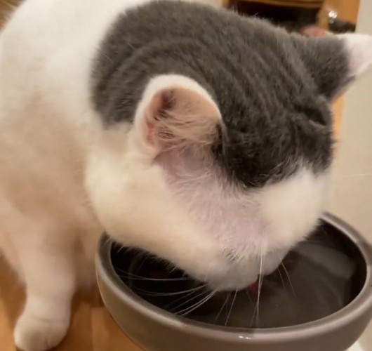 フードを食べる猫5