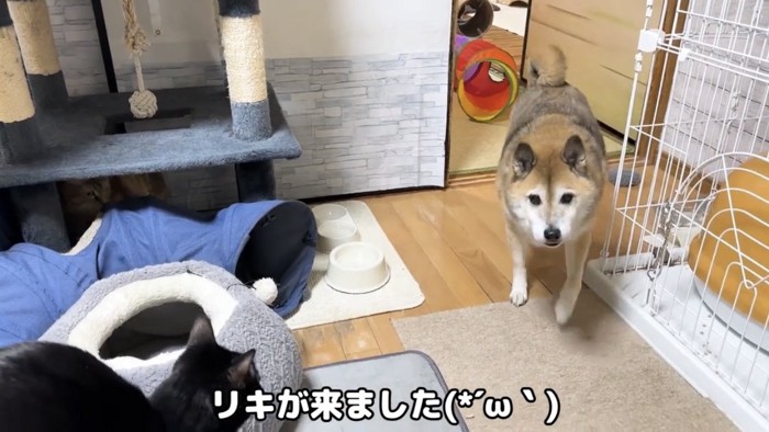 駆け寄ってくる柴犬