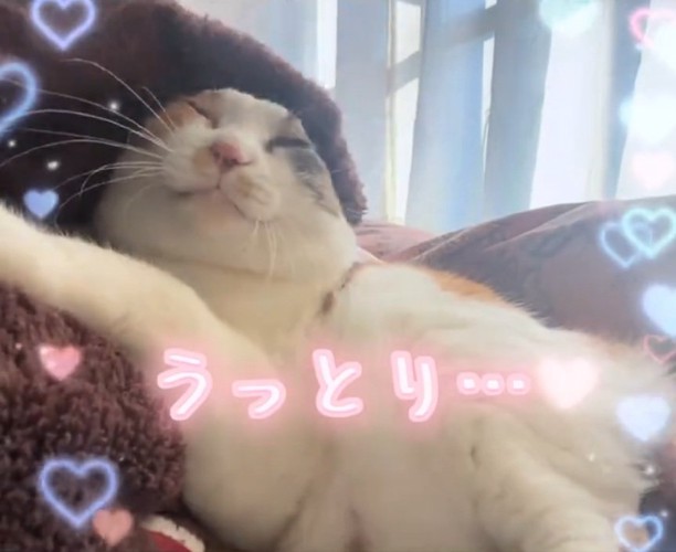 うっとりする猫