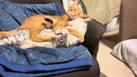 サバトラ猫を羽交い絞めにする茶トラ猫