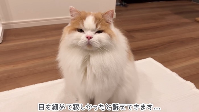 目を細める猫