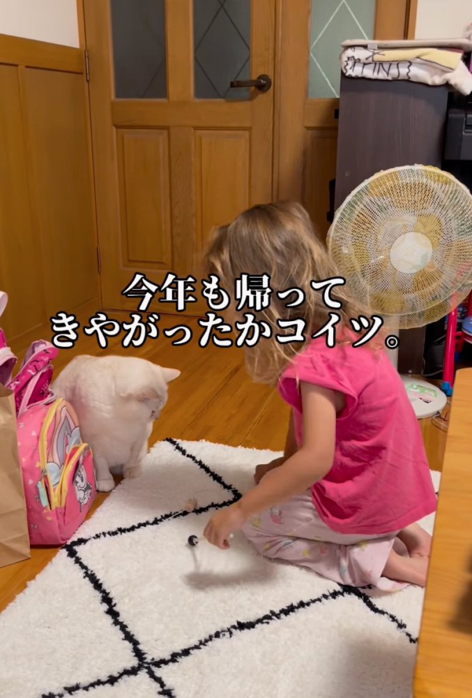 猫と遊ぶ女の子