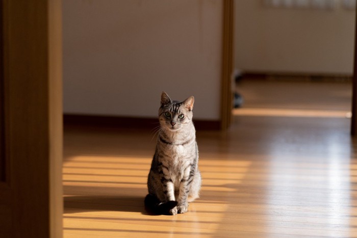 ぽつんと座る猫