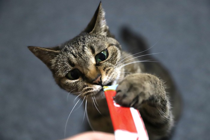 液状おやつをたべる猫