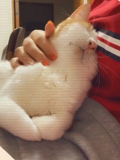 人におでこをくっつける猫