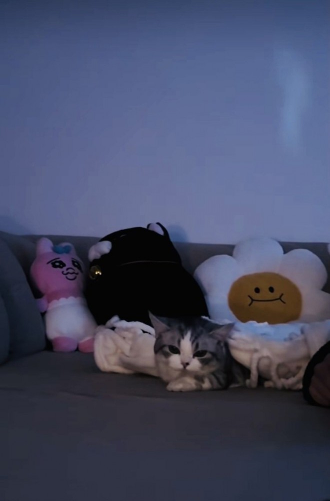 ソファで起きあがろうとするミヌエット