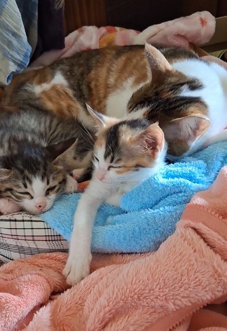成猫にくっついて眠る2頭の子猫