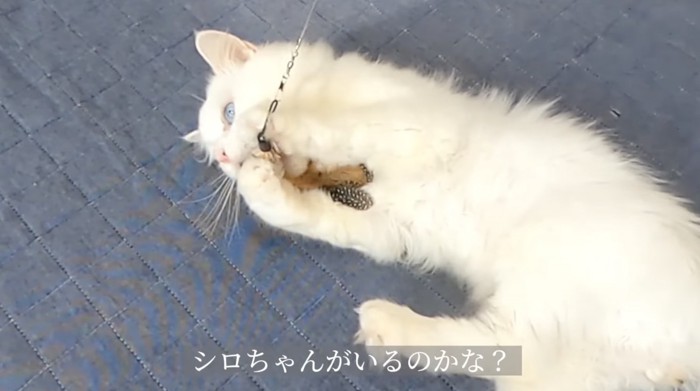 ひっくり返っているシロちゃん