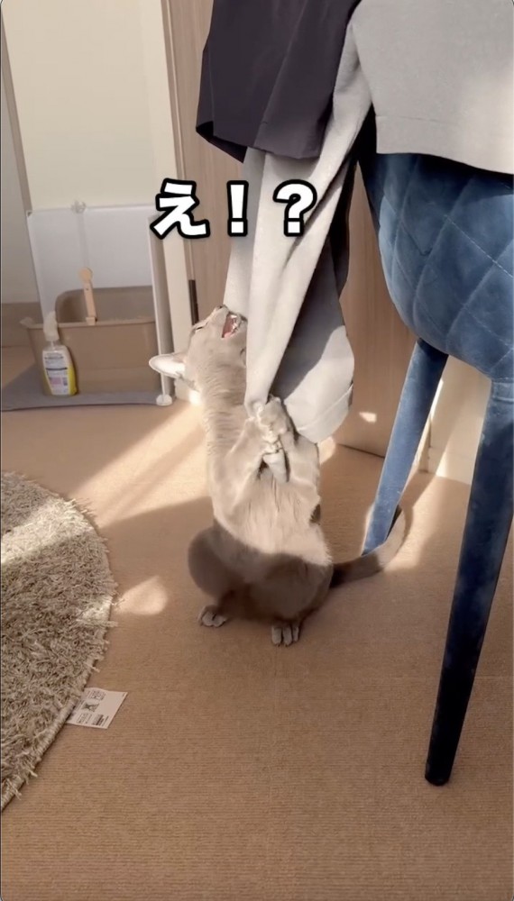 フレーメンする猫