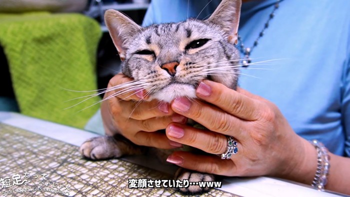 顔をなでられる猫