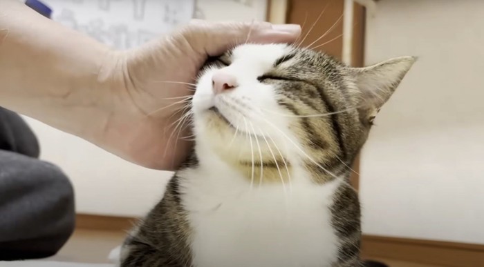 目をつぶる猫