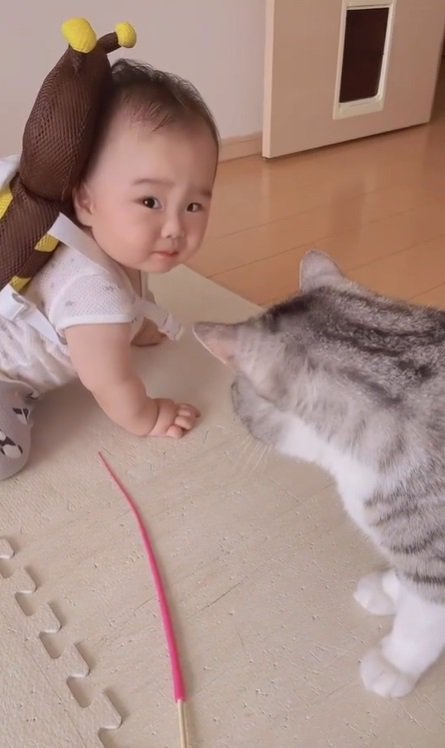 赤ちゃんと猫