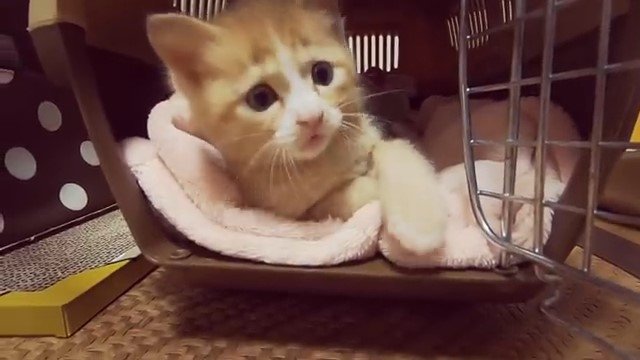 キャリーケースの中の子猫