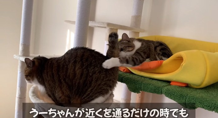 前足を伸ばす猫