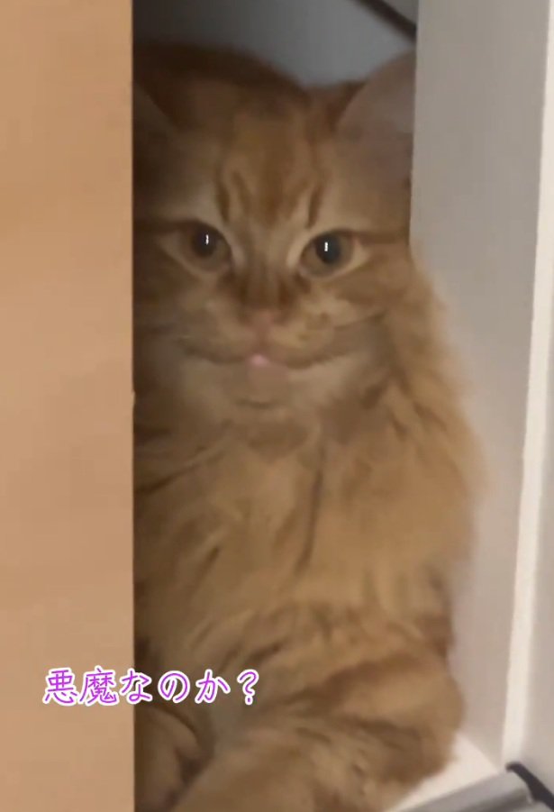 ガン見する猫