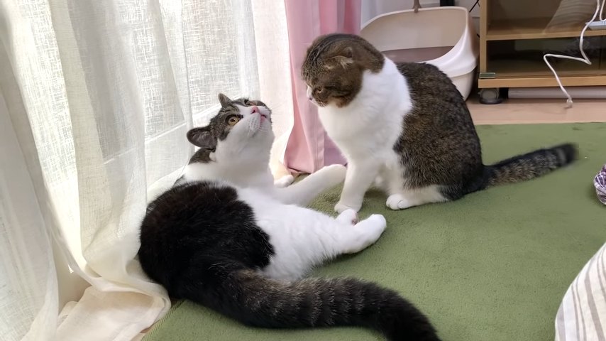 上を見る猫