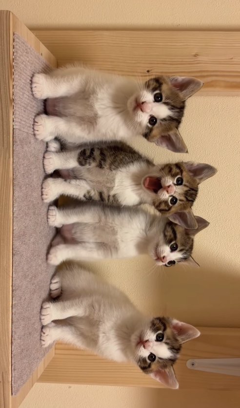 向かって右から3番目のあくびしている子猫と3匹の子猫