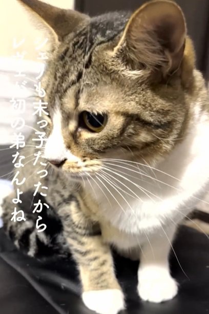 左を向く大人の猫