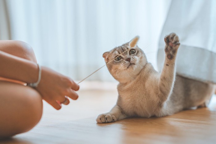 飼い主と遊ぶ猫