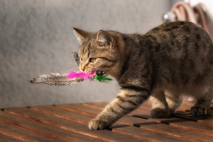 おもちゃを抱えている猫