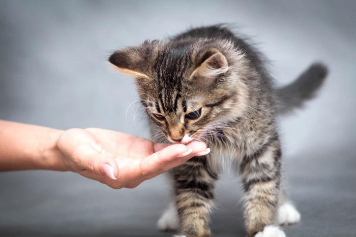 手から食べ物をもらう猫