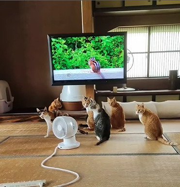 鳴きながら歩き出した猫