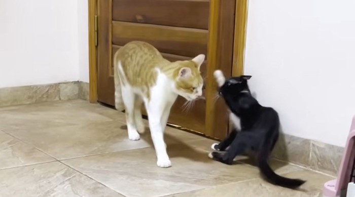 先住猫にパンチをする子猫