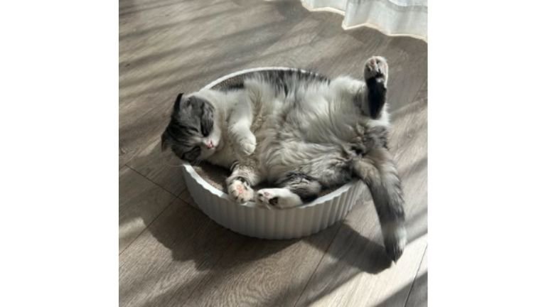 室内にいる猫
