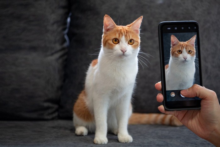 猫にスマホを向ける人の手