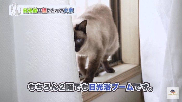 窓枠のシャム猫