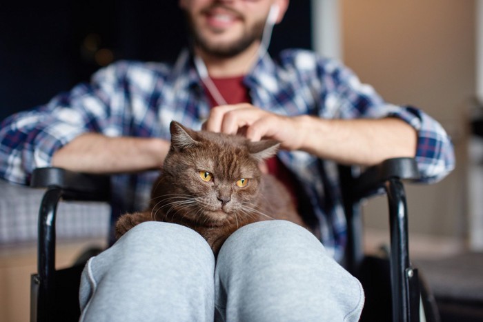 男性の胸の上でくつろぐ猫