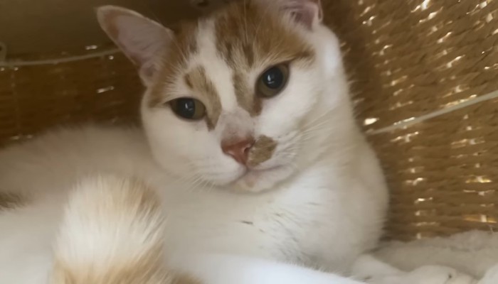 トロくん