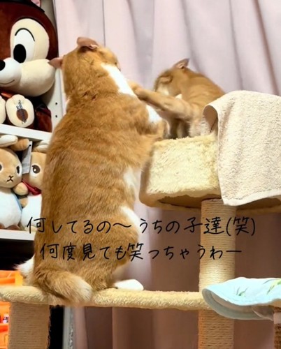 パンチする2匹の猫