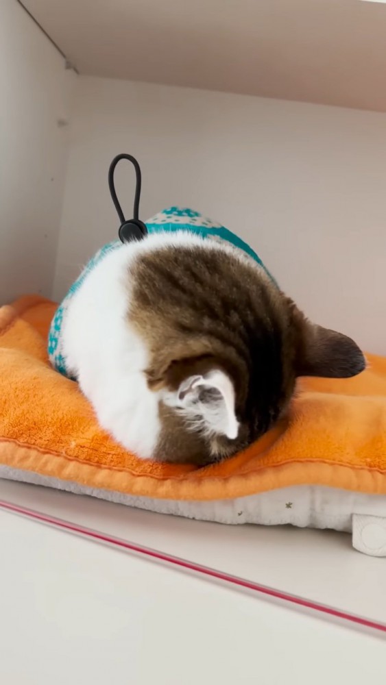 棚の中のベッドでごめん寝するキジ白猫