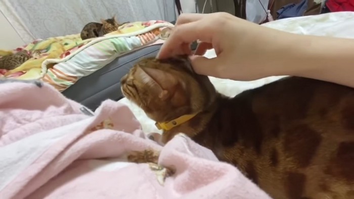 頭をなでられる猫