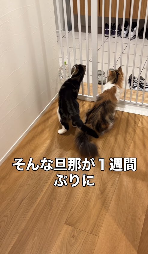 柵の隙間から玄関を覗く2匹の猫