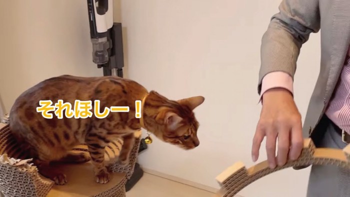 身を乗り出す猫