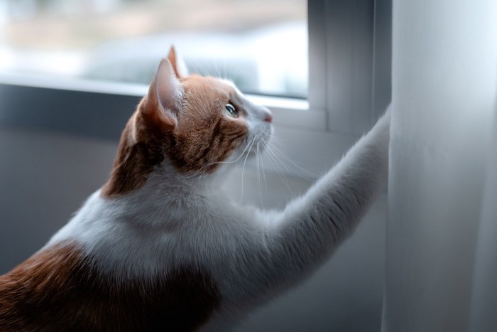 窓を開けようとする猫