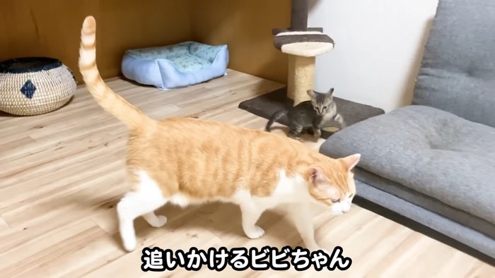 歩く猫と追いかける子猫