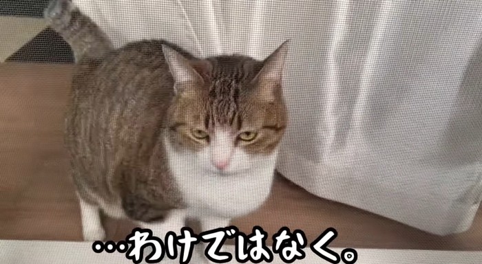 外を眺める猫